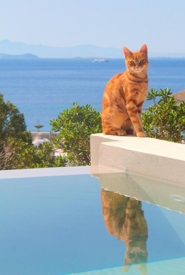 Villa With View Of Agios Ioannis And Pool With Jacuzzi Dış mekan fotoğraf